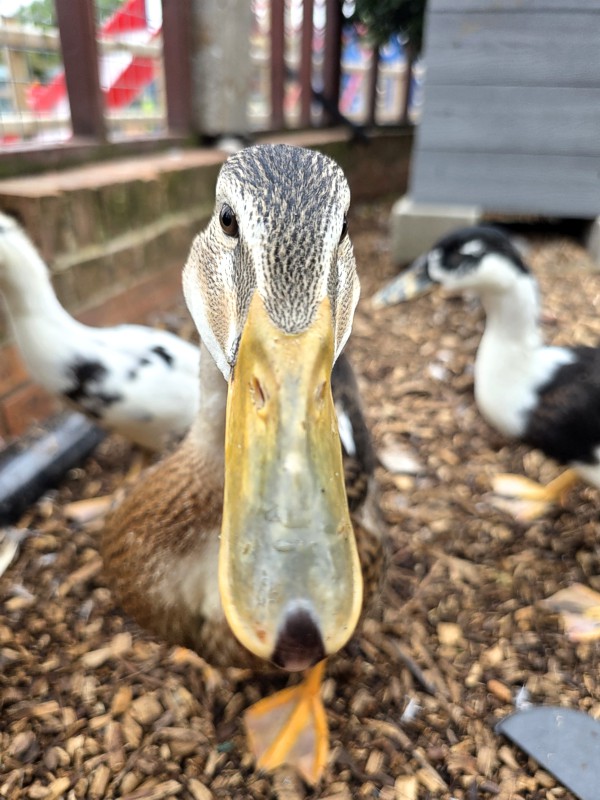 Hayrack Schools Visits
