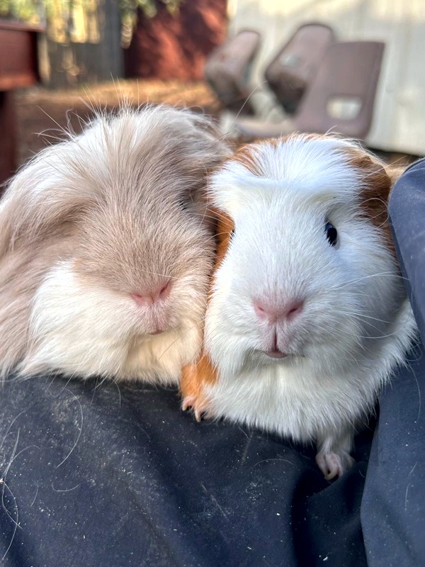 Hayrack Schools Visits