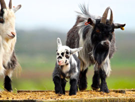 Hayrack Goats