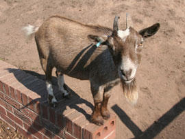 Hayrack Goats