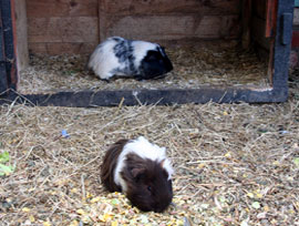 Hayrack Rabbits & Guinea Pigs