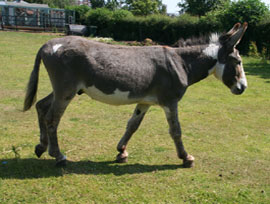 Hayrack Donkey