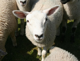 Hayrack Sheep